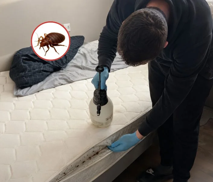 Technicien traitant un matelas contre les punaises de lit à Gaillon-sur-Montcient
